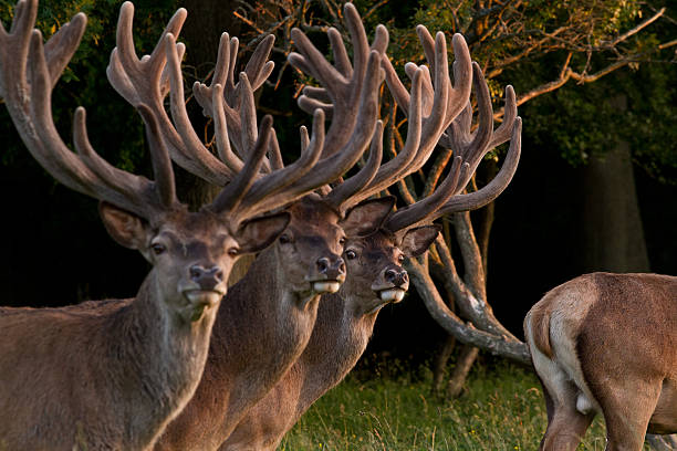 Funny image of 3 red deers caught looking at a female deers but...