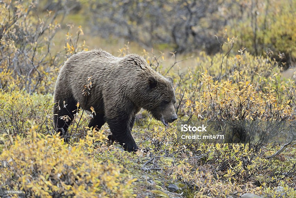 Denali grizzly - Foto de stock de Oso pardo libre de derechos