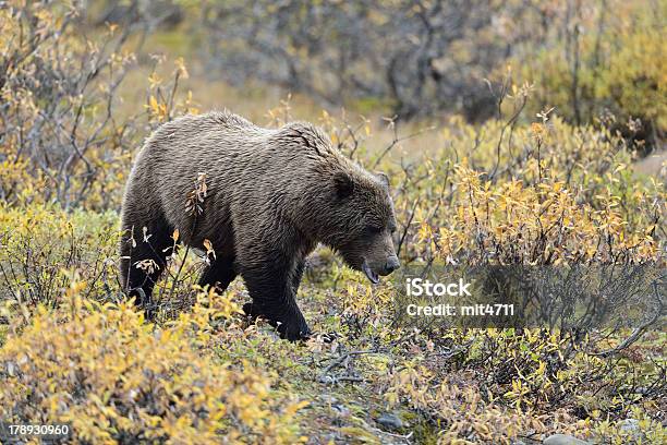 Denali Grizzly Foto de stock y más banco de imágenes de Oso pardo - Oso pardo, Parque Nacional Denali, Aire libre