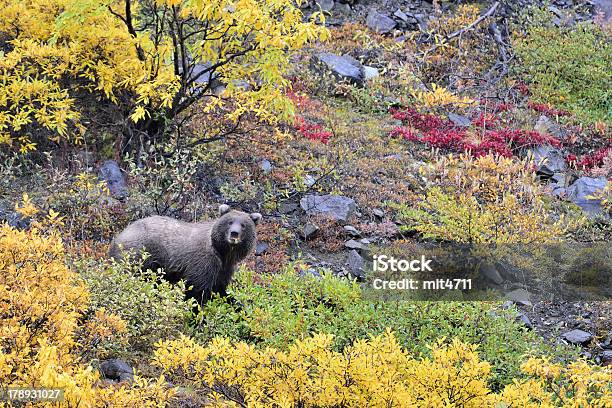 Grizzly De Denali - Fotografias de stock e mais imagens de Parque nacional de Denali - Parque nacional de Denali, Alasca, Cair