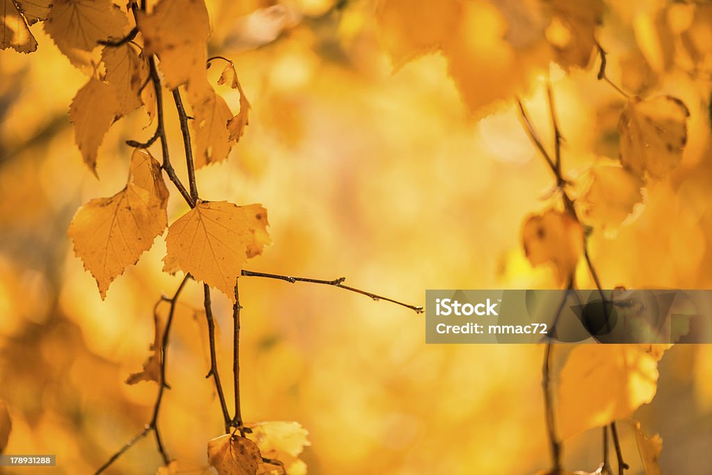 Autumn Leaves Autumn Park Autumn Stock Photo