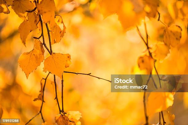 Autumn Leaves Stock Photo - Download Image Now - Autumn, Beech Tree, Branch - Plant Part