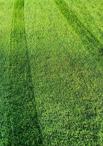 tracks from lawn-mower on freshly mowed lawn with dew