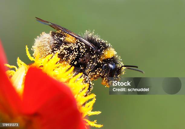 Bumbleabelha Retrato - Fotografias de stock e mais imagens de Abelhão - Abelhão, Alimentar, Alto-Contraste