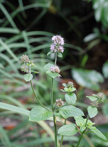 flores de menta silvestre mentha aquatica crecimiento junto al lago - mentha aquatica fotografías e imágenes de stock