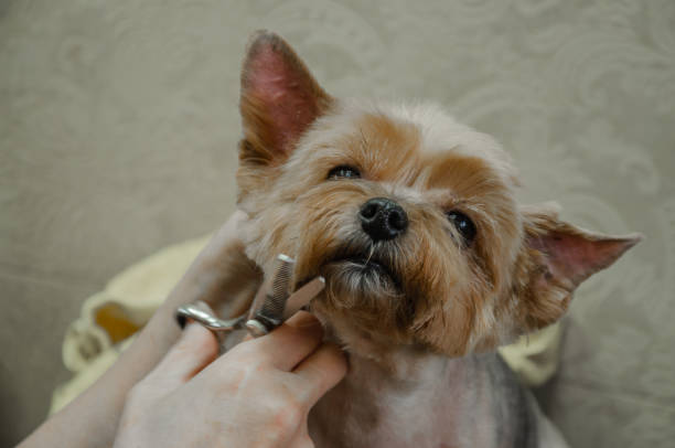 istock Yorkshire Terrier haircut. Cutting the muzzle with scissors. Dog grooming. 1789315608