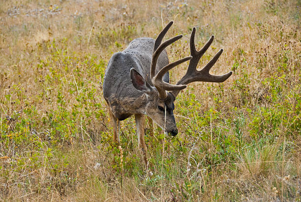 White Tailed Deer Grazing in a Meadow The White-Tailed Deer (Odocoileus virginianus) is a medium-sized and widely distributed ungulate native to North America, Central America, Ecuador, and South America. In North America, the white-tailed deer is widely distributed east of the Rocky Mountains, southwest Arizona and most of Mexico. This white-tailed deer was photographed while grazing on Antelope Ridge in the National Bison Range near Charlo, Montana, USA. jeff goulden national bison range stock pictures, royalty-free photos & images