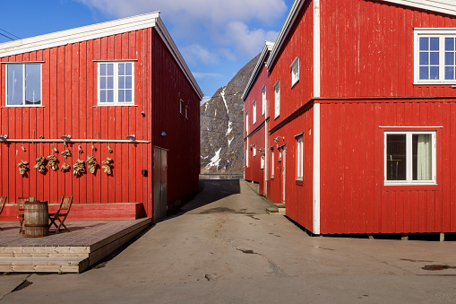 stockfish hangs to dry against the wall of a barn in the Lofoten Islands
