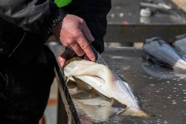 filleting freshly caught cod on the Lofoten Islands in Norway; Reine, Norway