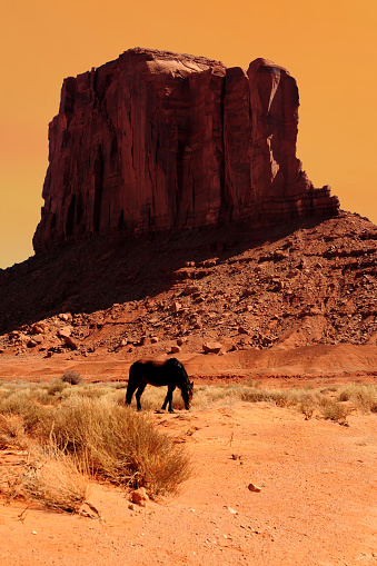 Wild horse Monument Valley north east Arizona Navajo Nation
