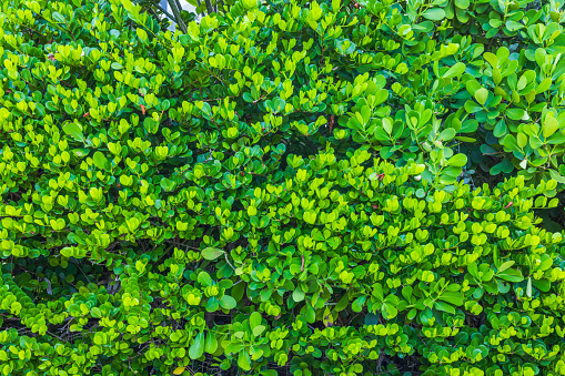 Close-up view of hedge of tropical plants. Miami Beach.