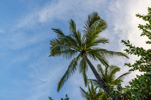 Beautiful view of crowns of coconut trees against blue sky with white clouds.