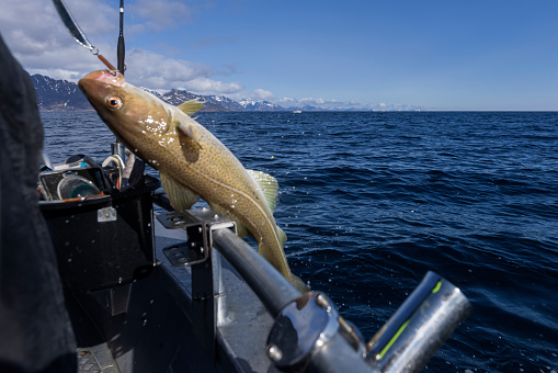 freshly caught cod on the Lofoten Islands in Norway; Reine, Norway