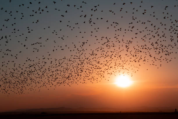 istock The Beauty of Nature: Various Species of Birds 1789330209