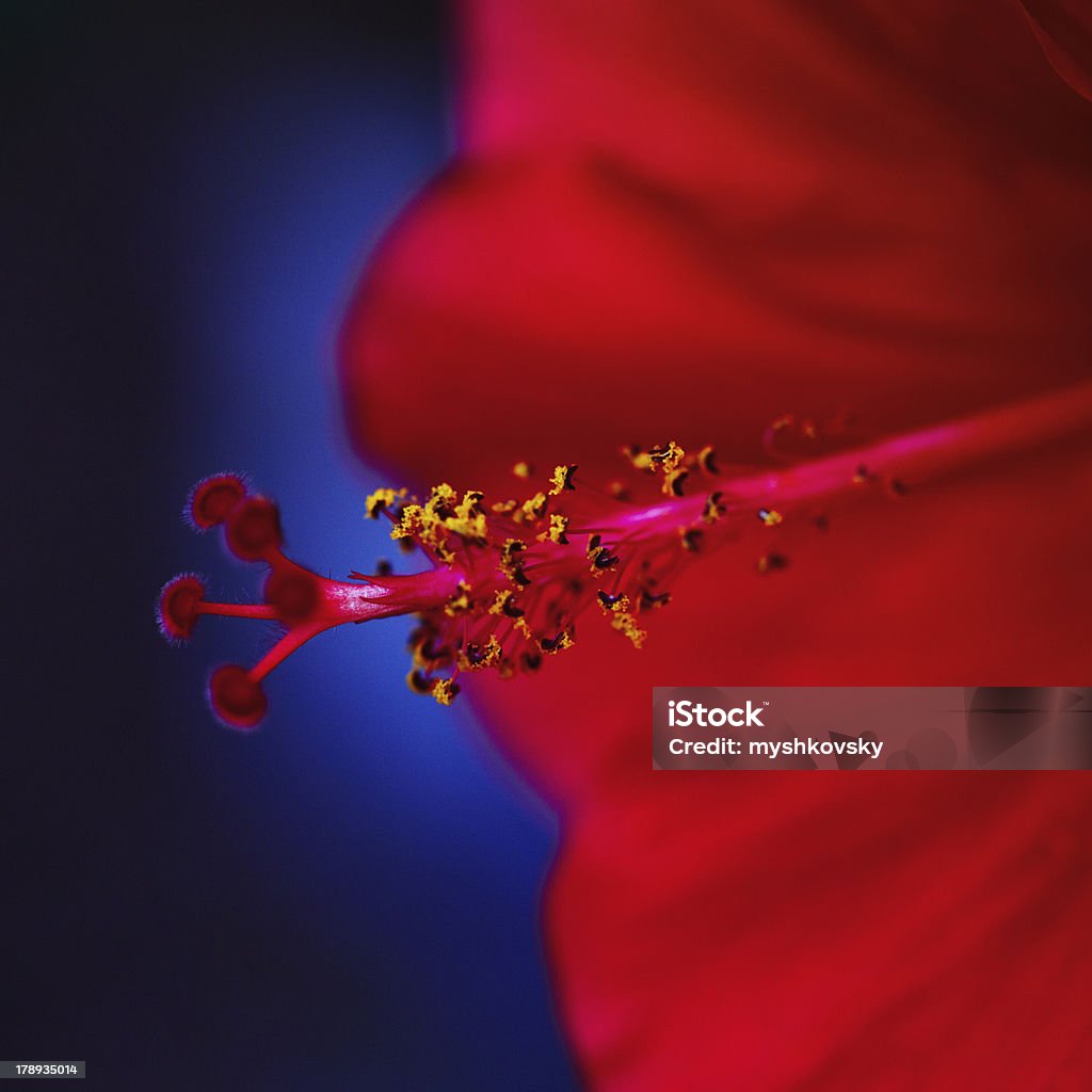 Ibisco rosso - Foto stock royalty-free di Aiuola