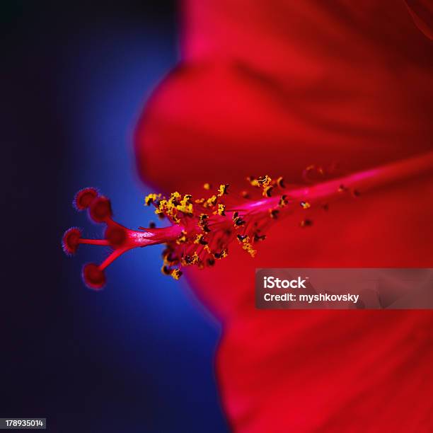 Vermelho Hibisco - Fotografias de stock e mais imagens de Ao Ar Livre - Ao Ar Livre, Arbusto, Arranjo de flores