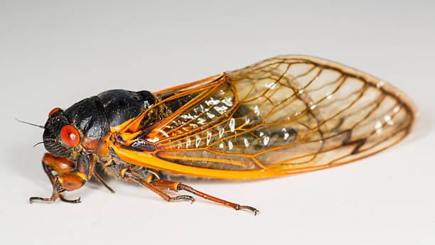 istock Macro image of cicada from brood II 178935158