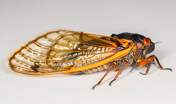 istock Macro image of cicada from brood II 178935338