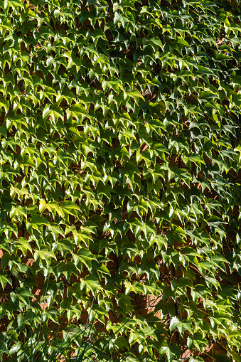 Parthenocissus tricuspidata, Vitaceae, Boston ivy, grape ivy, Japanese ivy, Japanese liana on facade of country brick house. Boston ivy leaves as decoration and decorative element of building.