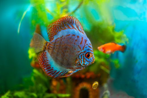 Symphysodon colourful blue turquoise discus fish in an plant aquarium closeup