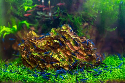 Aquarium blue dream shrimp close-up in plant aquascape, aquascaping with driftwood and dragonstone on soil with plants