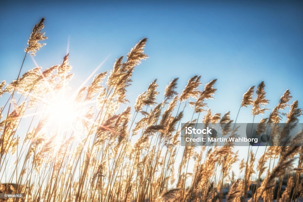 Sun Reed - Foto stock royalty-free di Bellezza naturale