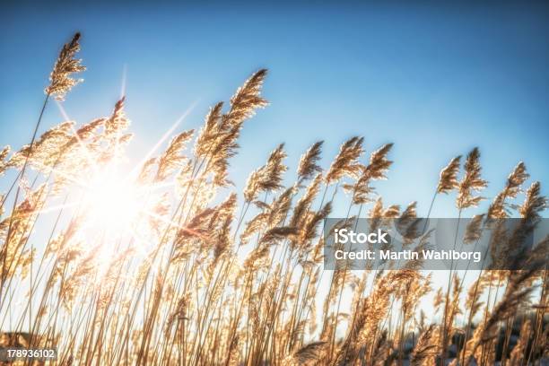 Sun Reed - Fotografie stock e altre immagini di Bellezza naturale - Bellezza naturale, Blu, Canna palustre