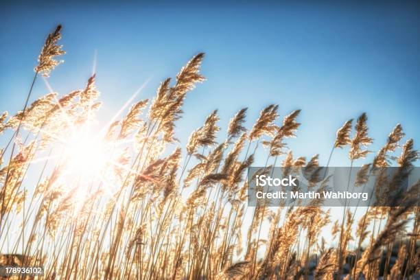 Sol Com Reed - Fotografias de stock e mais imagens de Azul - Azul, Beleza natural, Cana
