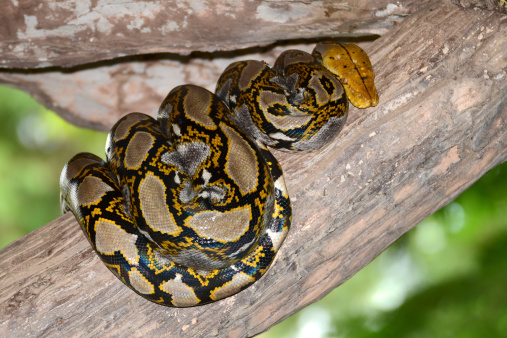 Burmese Python.