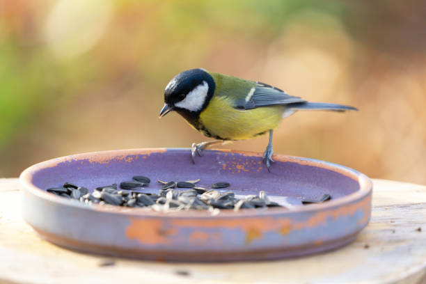 istock Bird perching on bird feeder with sunflower seeds. The Great Tit 1789364136