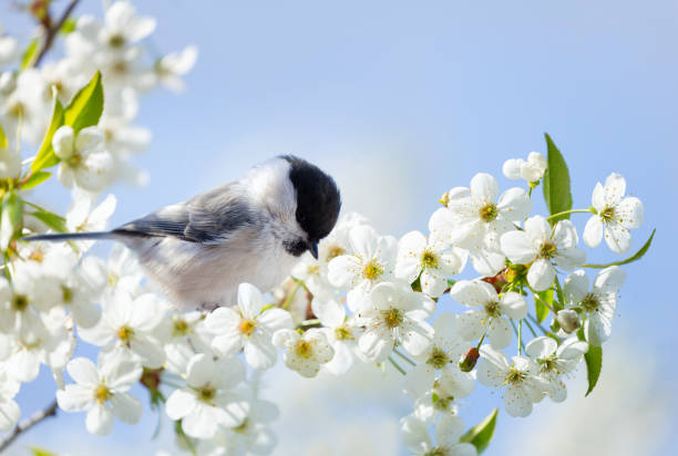 istock Bird sitting on branch of blossom cherry tree. Black capped chickadee. Spring time 1789364140