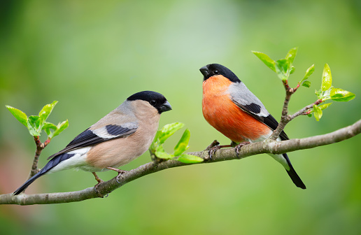 Two little birds sitting on branch of tree. Male and Female common bullfinch