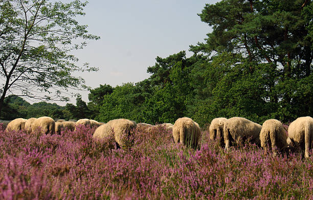 Grazing sheep in the heathland