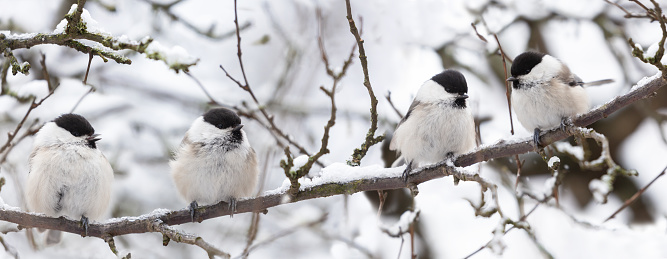 Group of little birds perching on snowy branch. Black capped chickadee. Winter time