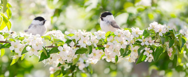 istock little birds sitting on branch of blossom apple tree. Black capped chickadee 1789364678