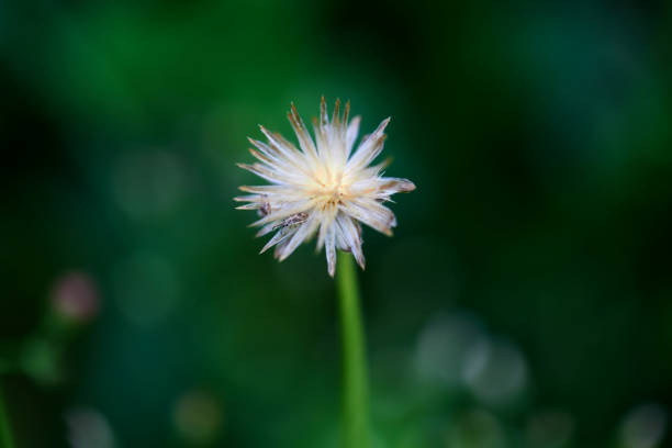 Close-up of dry dandelion in forest