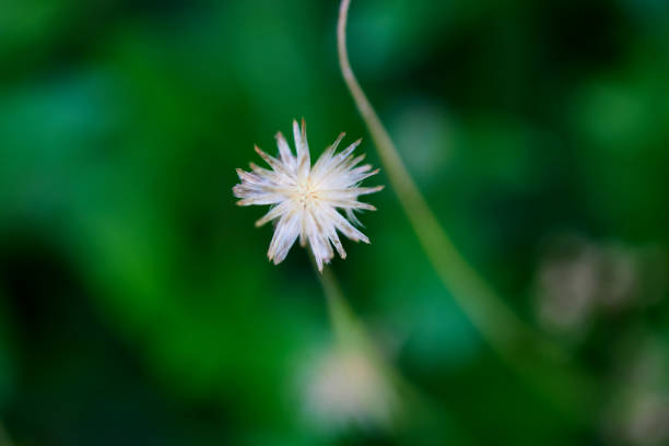 istock Close-up of dry dandelion in forest 1789372047