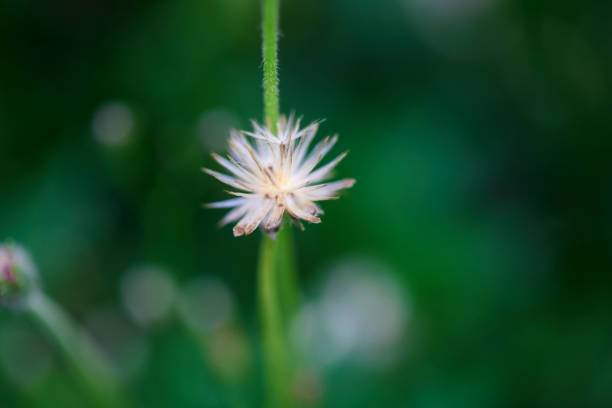 Close-up of dry dandelion in forest