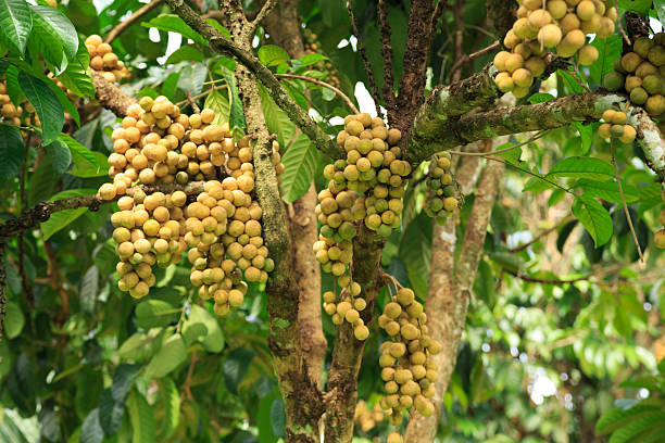Longkong fruit on tree. stock photo