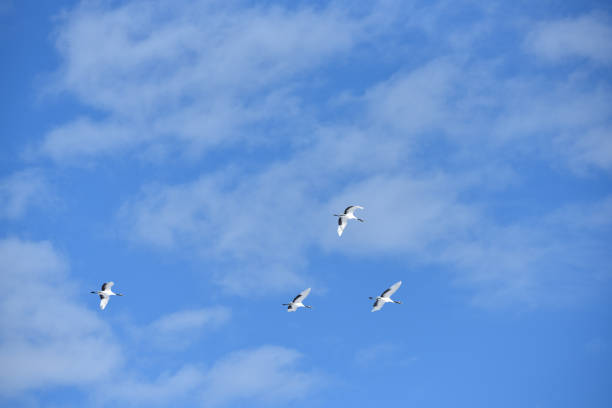 istock Bird watching, red-crowned crane, in
 winter 1789394628