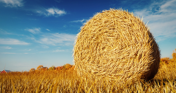 Digitally generated lonely hay bale on the field after harvest. Idyllic countryside landscape, rural nature in the farm land. Autumn, harvesting concept.\n\nThe scene was created in Autodesk® 3ds Max 2024 with V-Ray 6 and rendered with photorealistic shaders and lighting in Chaos® Vantage with some post-production added.