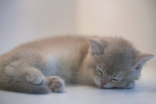 close up one sleeping little British Shorthair cat