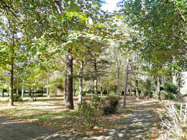 istock Trail in fresh green forest 1789411266