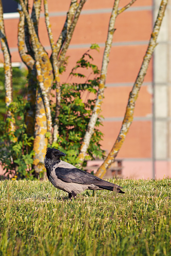 Vertical portrait of hooded crow on the lawn at spring evening.