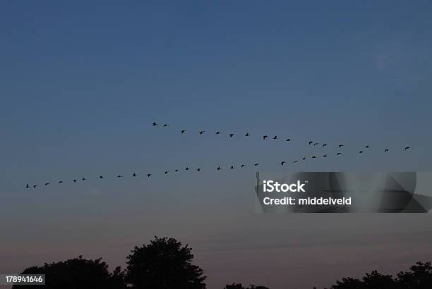 Goose Migration In The Early Morning Stock Photo - Download Image Now - Animal Behavior, Animal Migration, Animal Sound