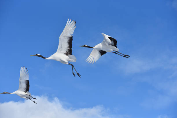 istock Bird watching, red-crowned crane, in winter 1789417677