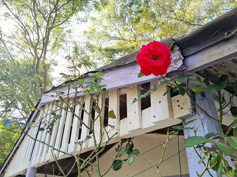 A red rose on the roof of the house