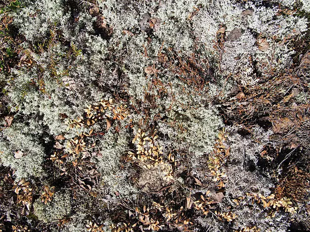 Photo of lichen