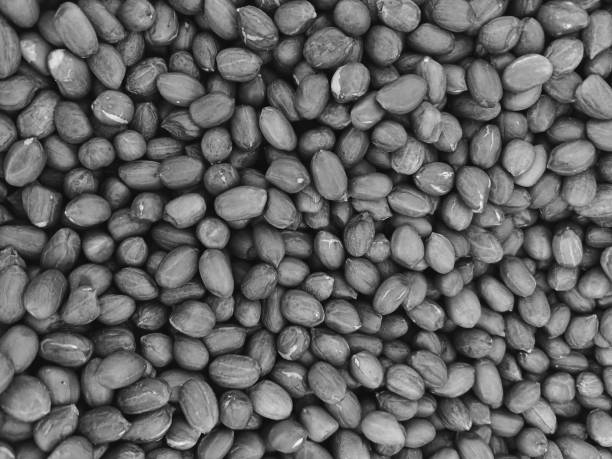 Dry peanuts black and white background. close up dry peanuts.