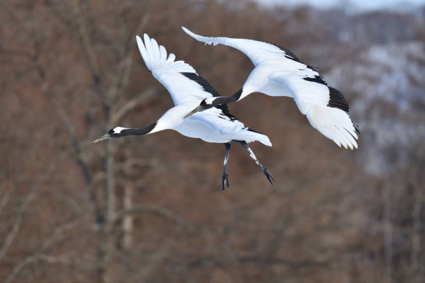 istock Bird watching, red-crowned crane, in winter 1789418262